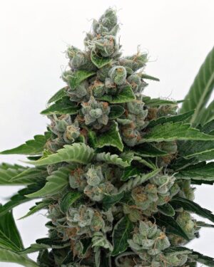 Sour Diesel BX 2 Regular Seeds