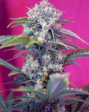 Cream Mandarine Auto Feminised Seeds