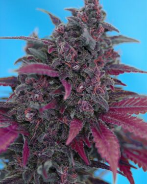 Dark Devil Auto Feminised Seeds