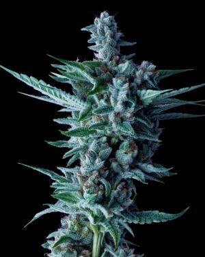 Lemon Skunk Feminised Seeds