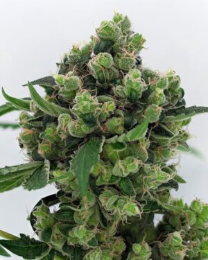 Sowahh Regular Seeds