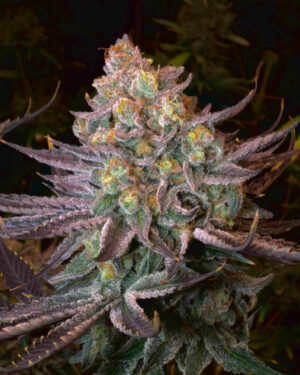 Seriotica Feminised Seeds