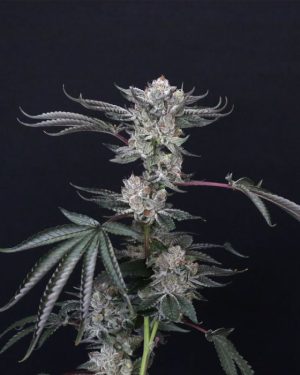 Luxar-Dos Feminised Seeds