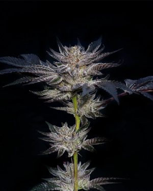 Slipstream Feminised Seeds