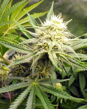 Ortega Regular Seeds