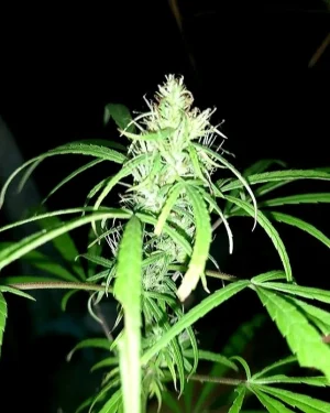 80s Durban Poison Reg by Khalifa Genetics