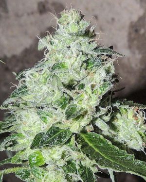 Headbanger Regular Seeds