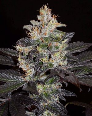 Balkh Hash Plant Regular Seeds
