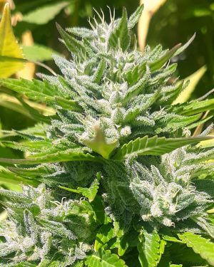 Bubble Cheese Regular Seeds
