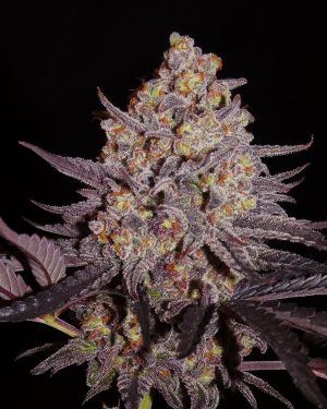 Aladdin Kush Feminised Seeds