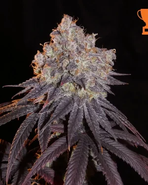 Limon Blanco V3 Feminised Seeds