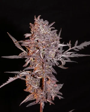 Frosty’s Auto Freak Feminised Seeds