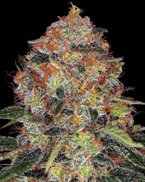 Shiskeberry Regular Seeds