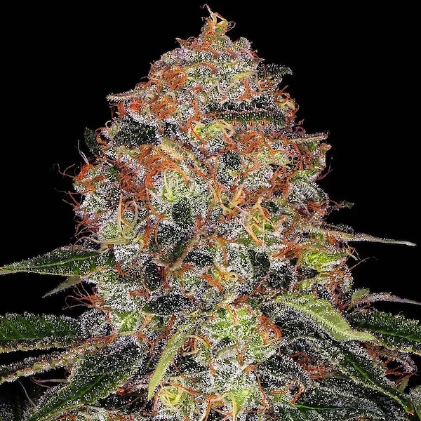 Shiskeberry Regular Seeds