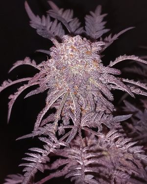 Frosty’s Purple Freak Feminised Seeds